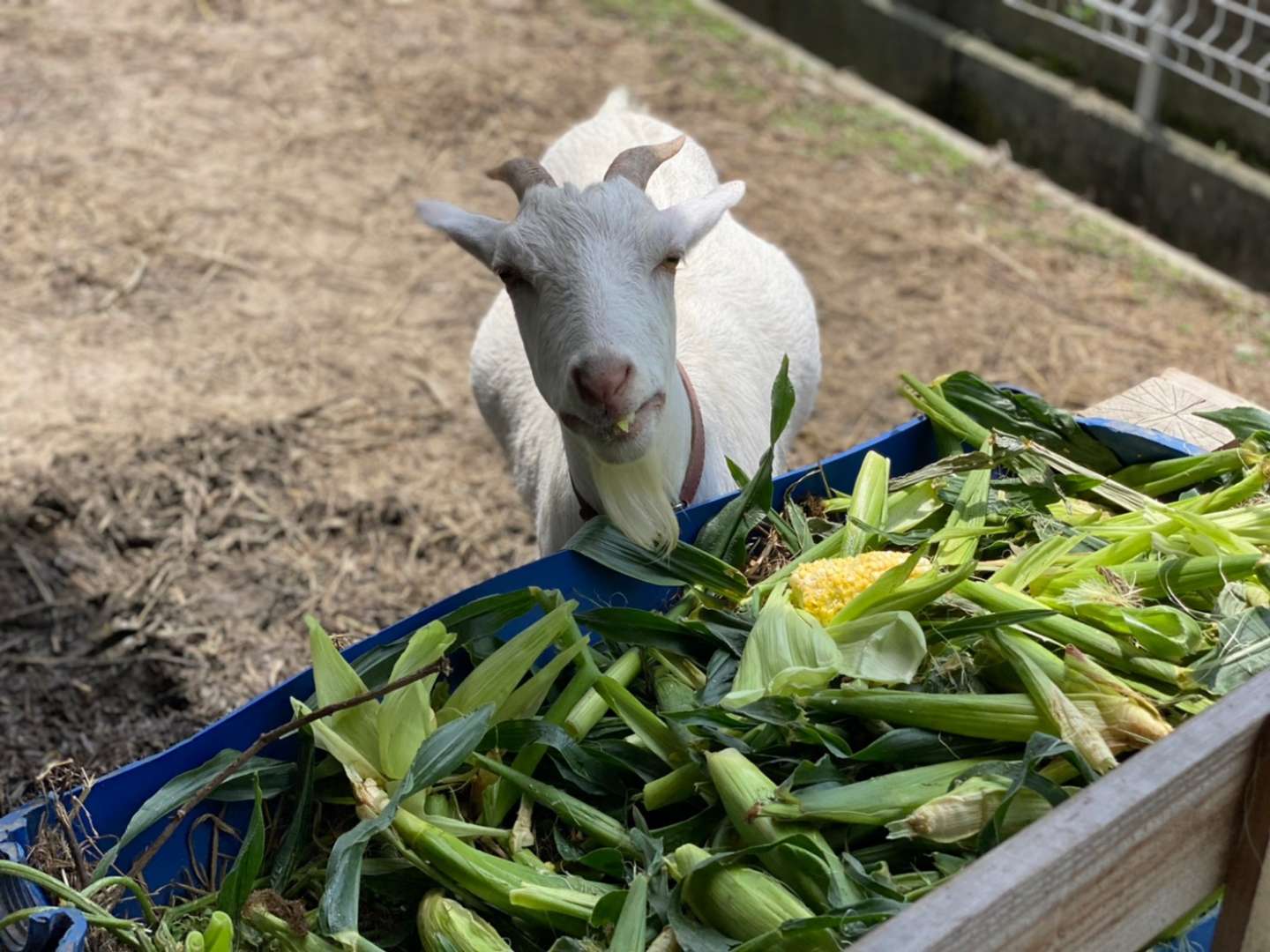 とうもろこしの美味しい季節🌽