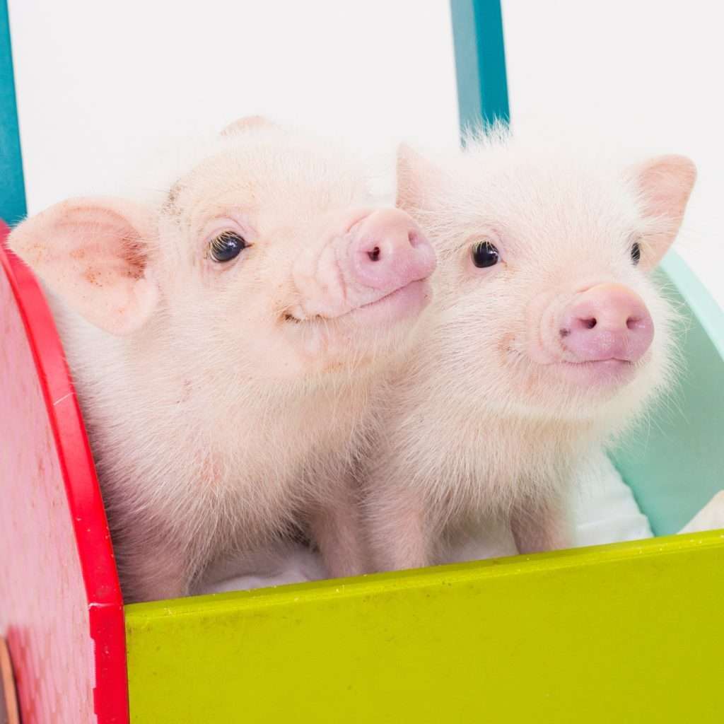 ブタさんを飼いたい🐷