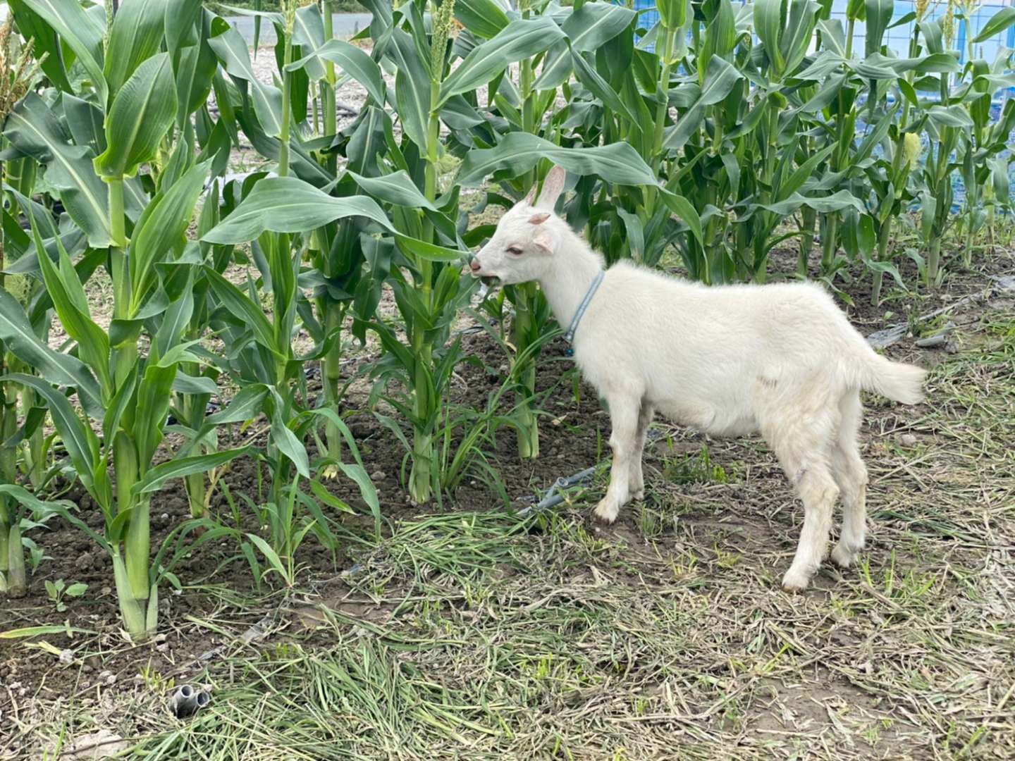 ただただ可愛い子ヤギがいるよ大東農産💕