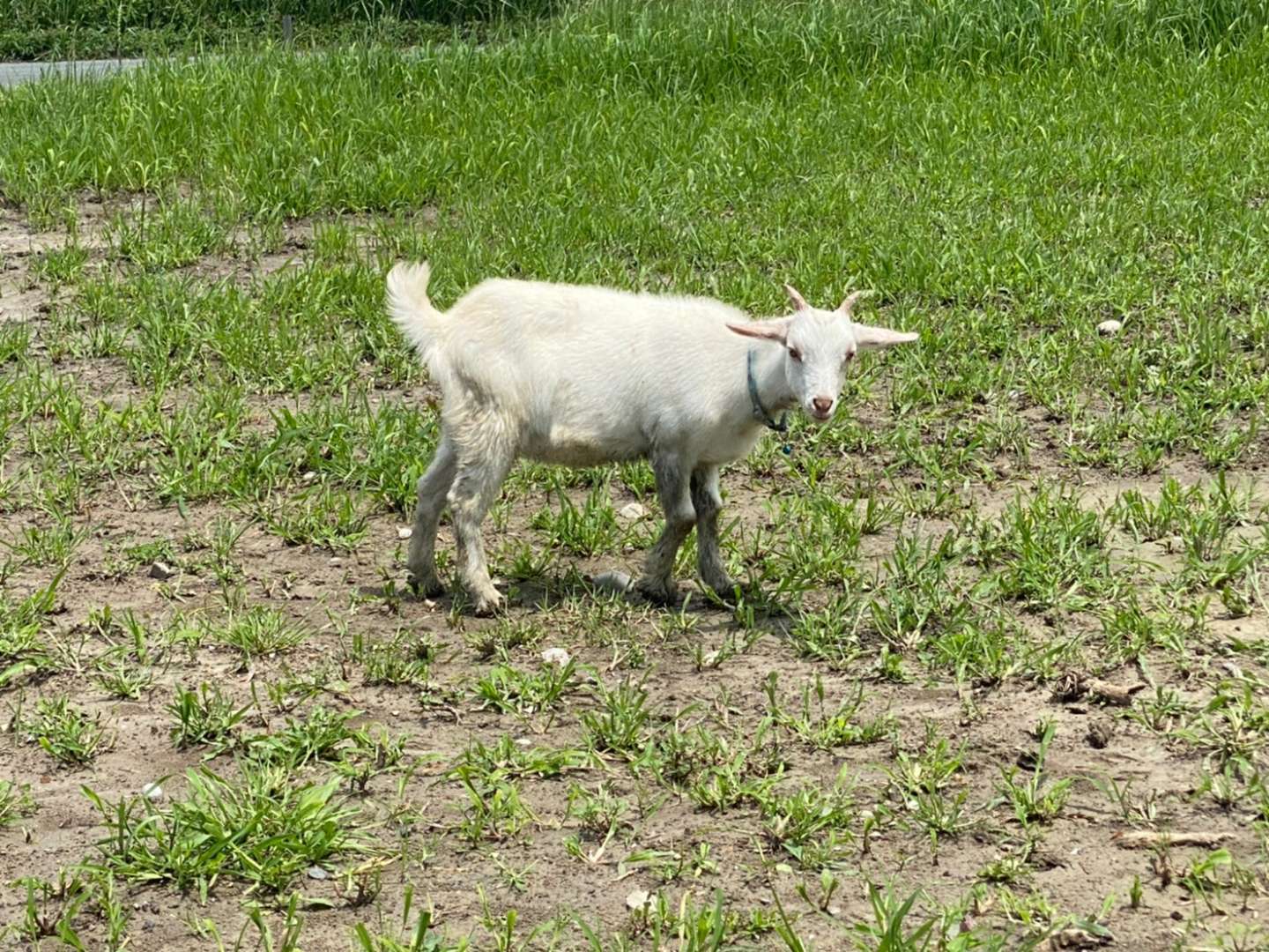 もはやヤギブログにしようか🐐💓