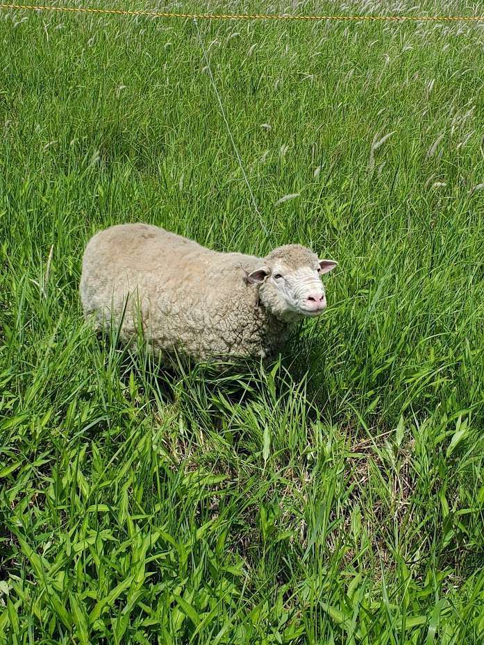 ジョージ🐑VSサシバエ