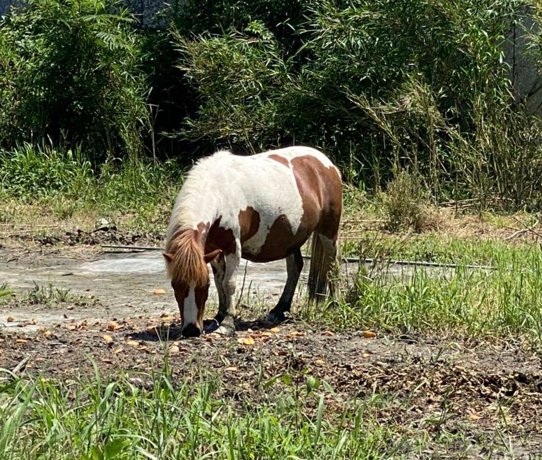 ココアさん太っているだけ疑惑🐴