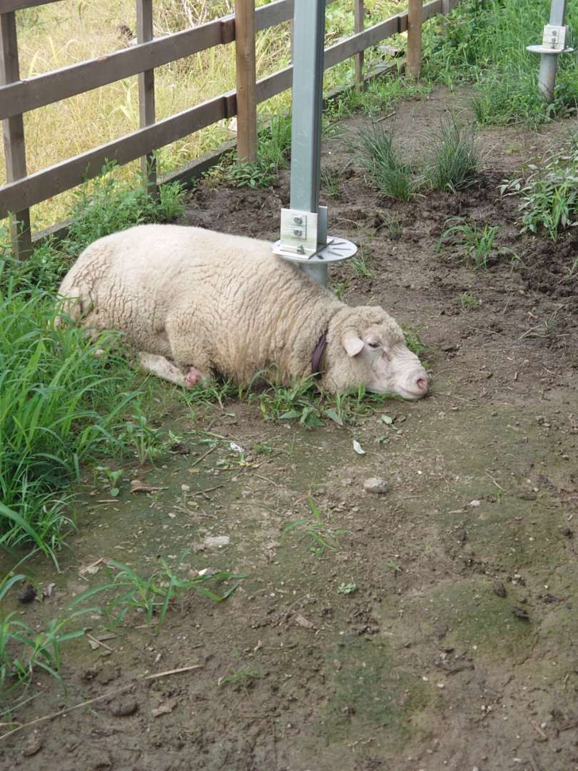 ジョージさんの避難先は？🐑