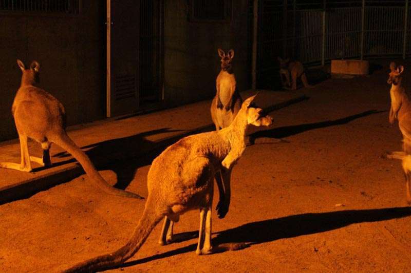 浜松市動物園のナイトズー🦘