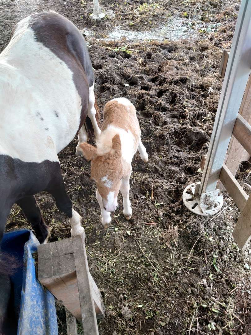 突然現れた子馬👀