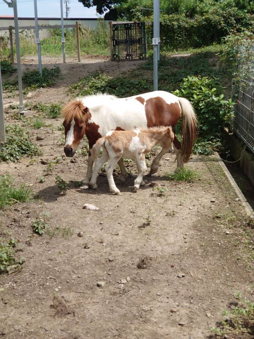 今日も今日とて子馬