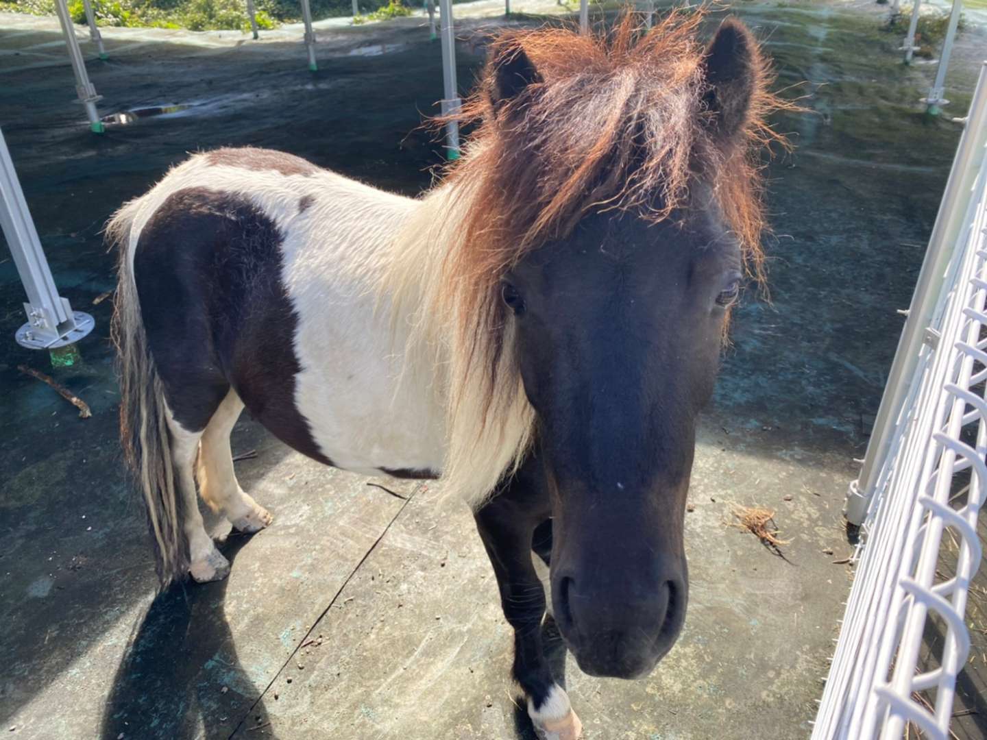 ツンデレなコーヒー君🐴♂