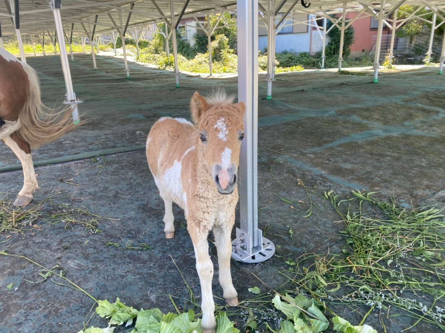 ちょっとシャイなミルクちゃん