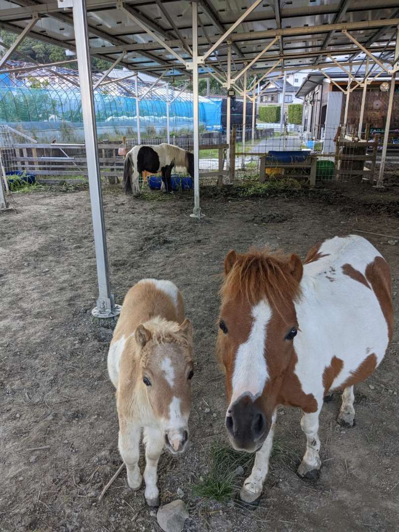 ポニーの餌問題について