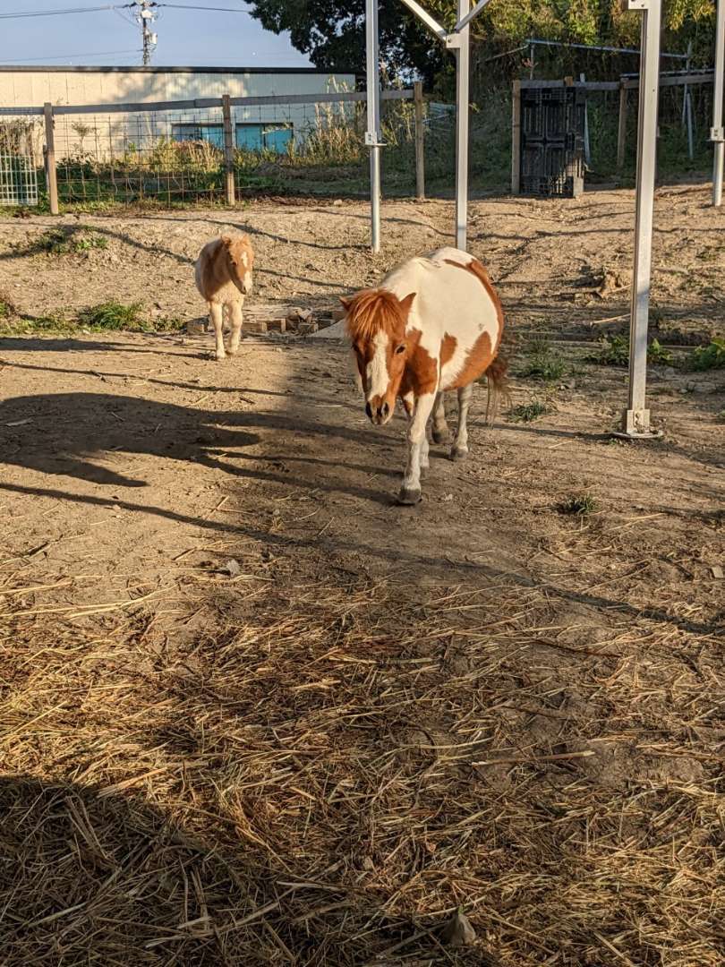 久々登場ポニー舎のなかま