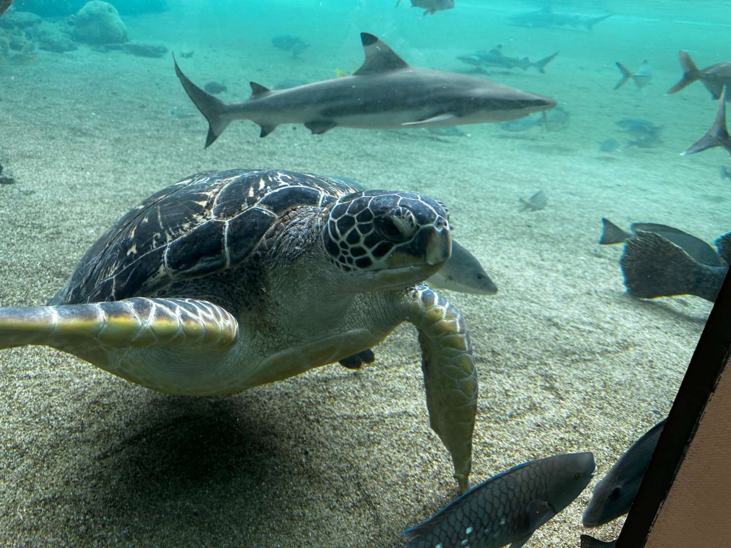 引き続き八景島シーパラダイス🐢