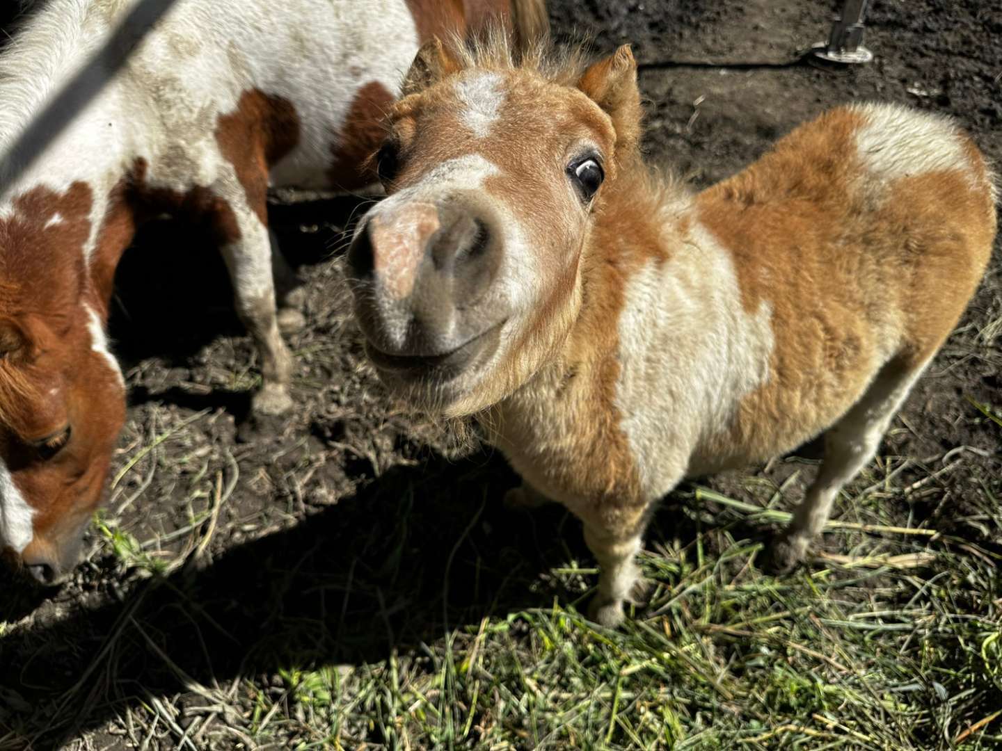 ミルクちゃんの急成長