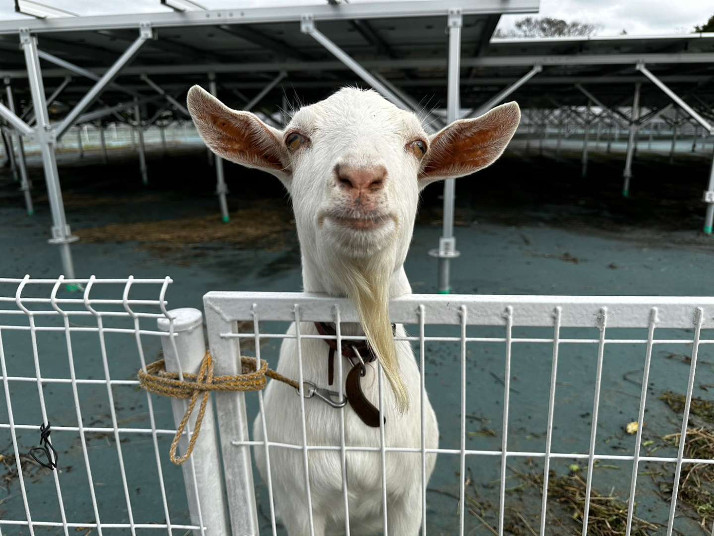 ユキちゃんの近況報告