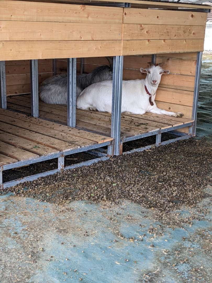 呼んでも出て来ないユキちゃん🐐