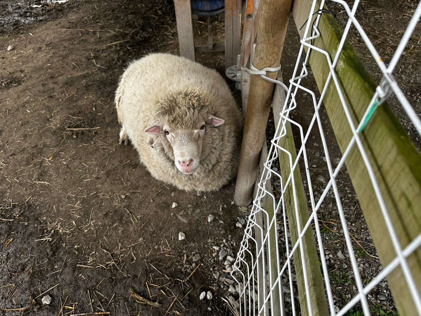 寒さで膨らんだジョージとミルクちゃんの成長速度にびっくり😮