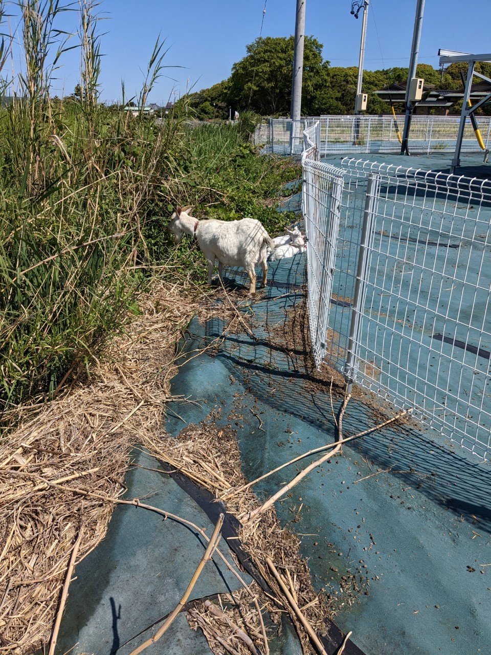 今ならユキちゃんジュニアを抱っこ出来るよ🐐