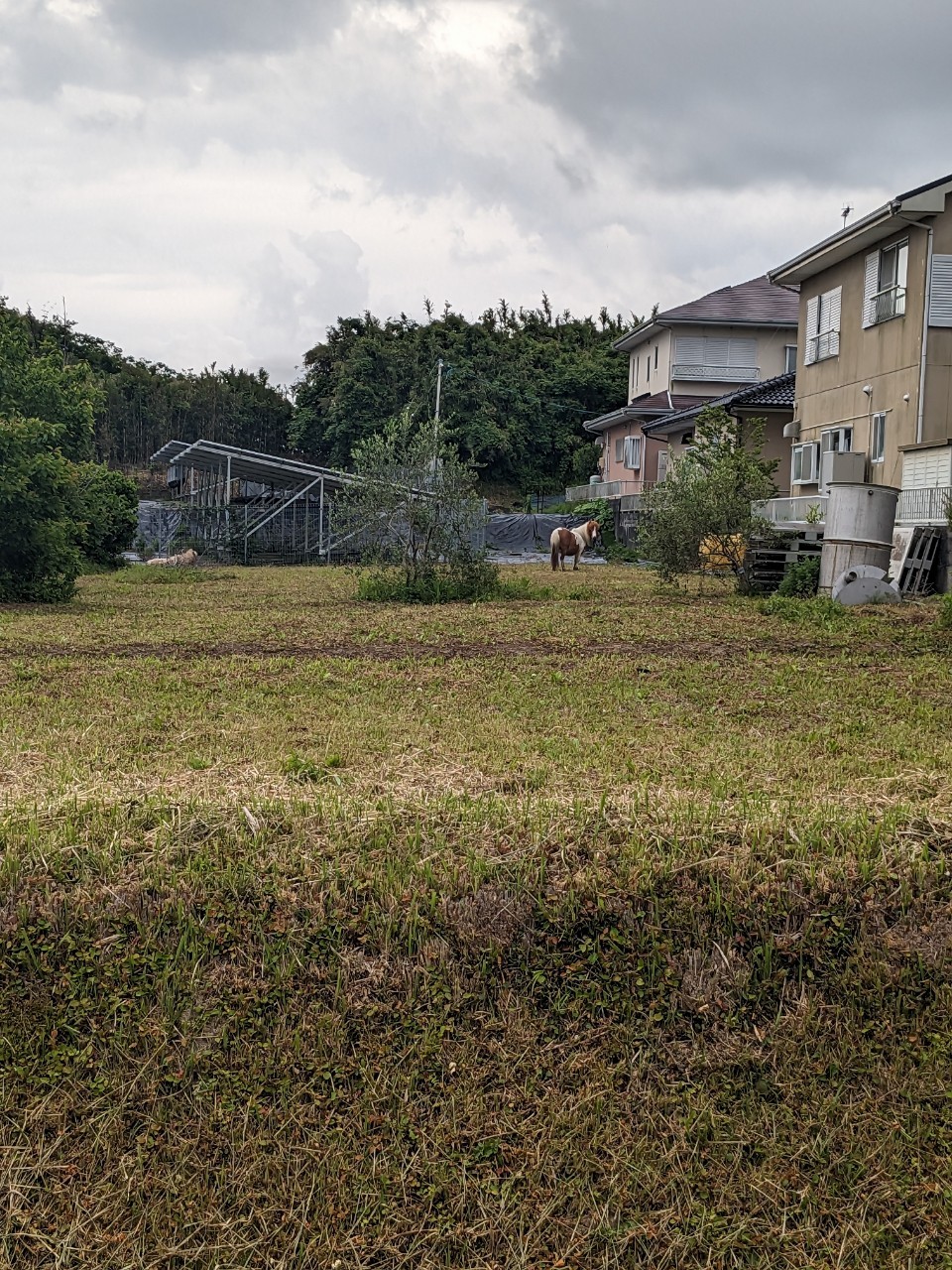 ポニー脱走兵にご注意ください