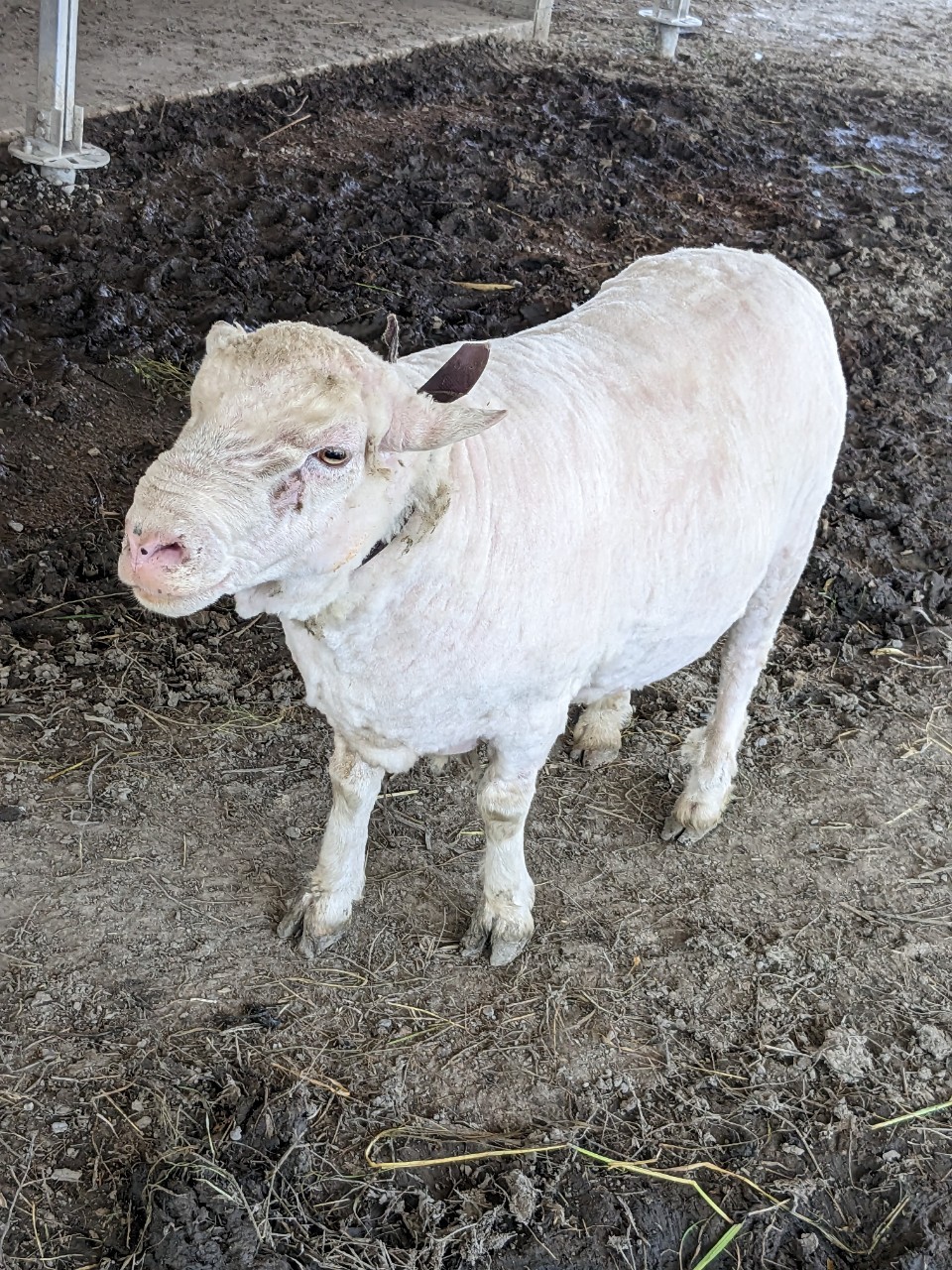 ジョージ夏仕様になる🐏