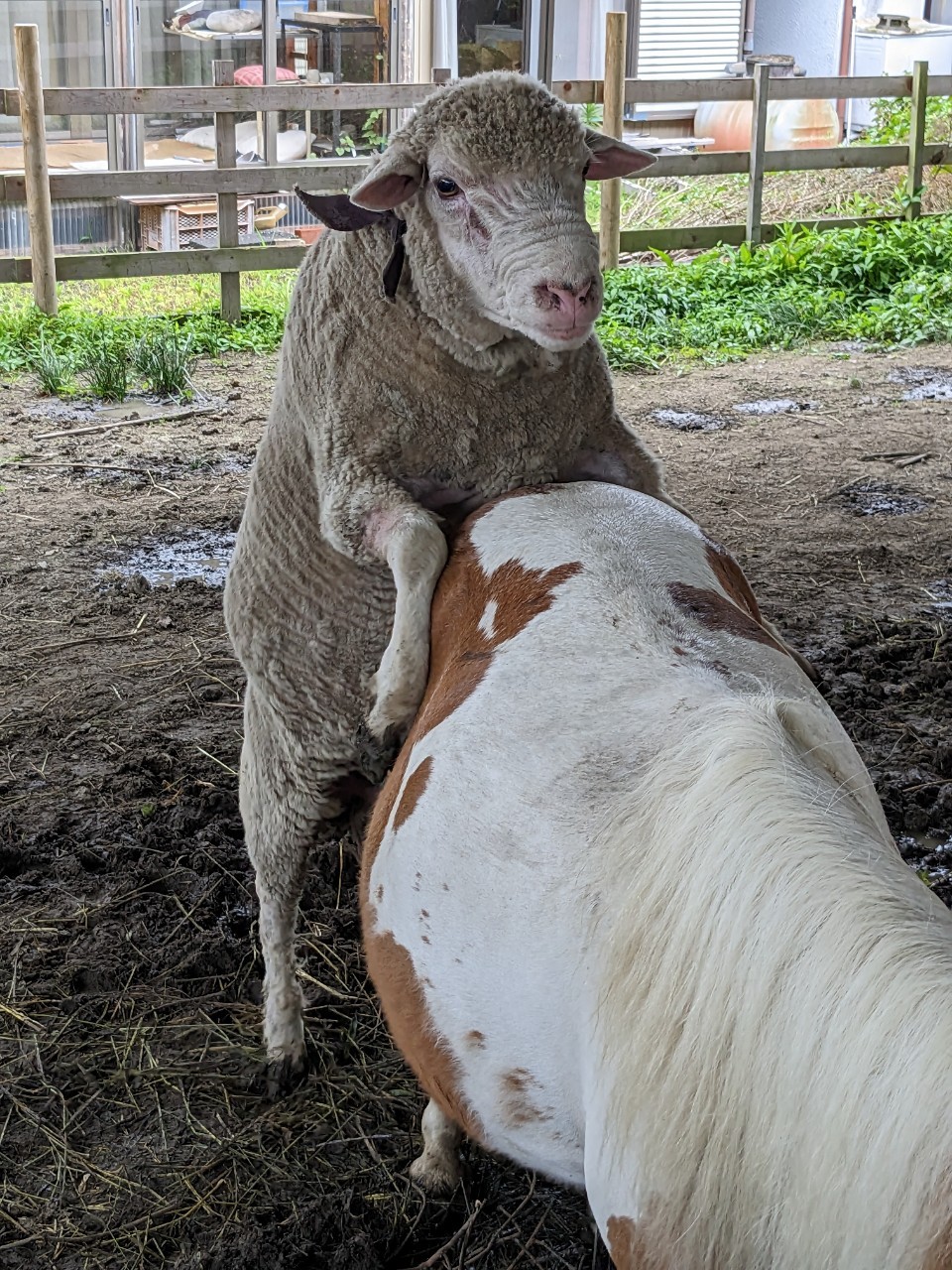 ジョージ🐏さん繫殖期突入か？しかし相手はポニー🐎