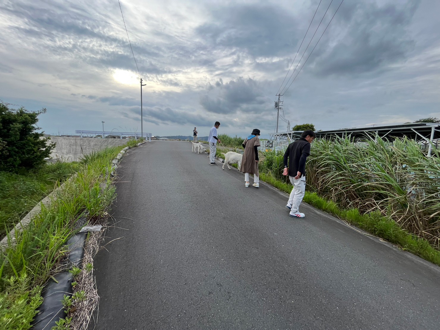 子ヤギの脱走兵にご注意ください