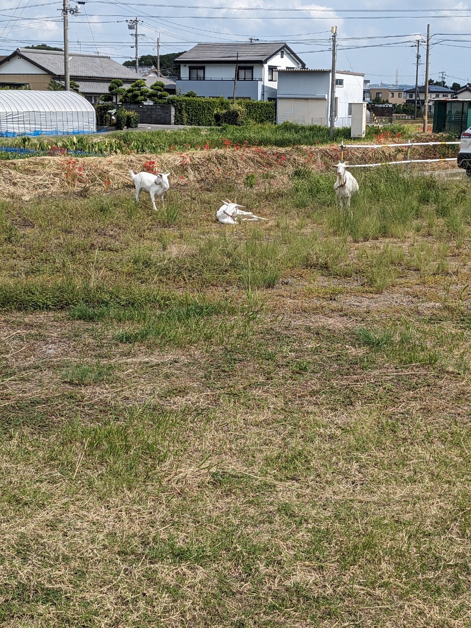 ユキちゃん親子のお仕事風景