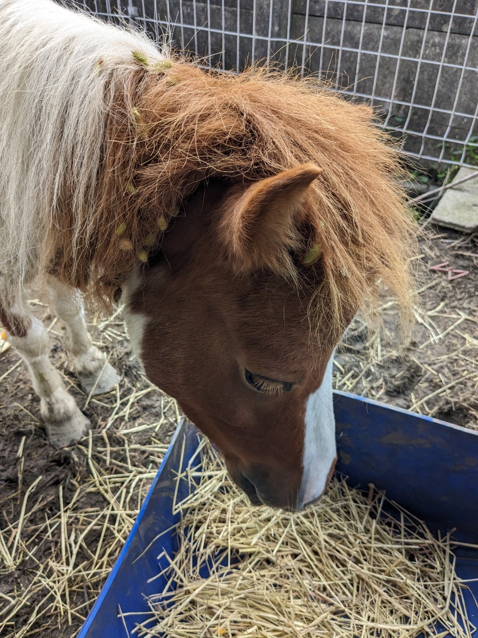 オナモミ被害に悩むポニー舎の皆さん