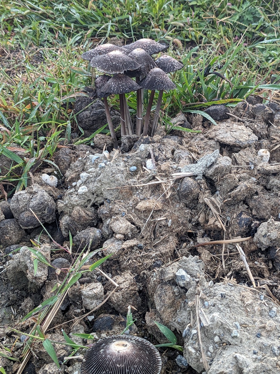 今年も生えた馬糞茸🍄