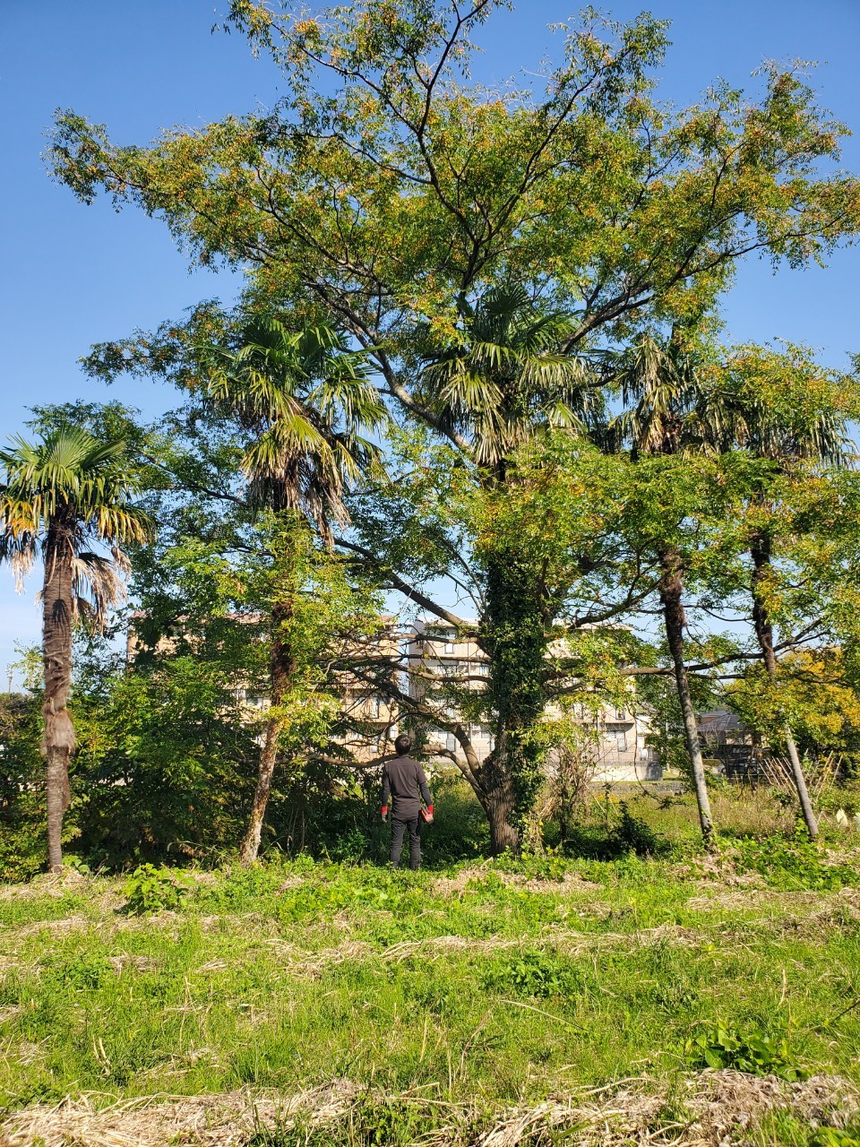 太陽光予定地の伐採作業してきました～