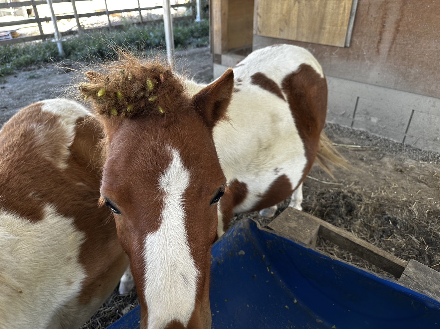 オナモミ暴走族🐎現る！