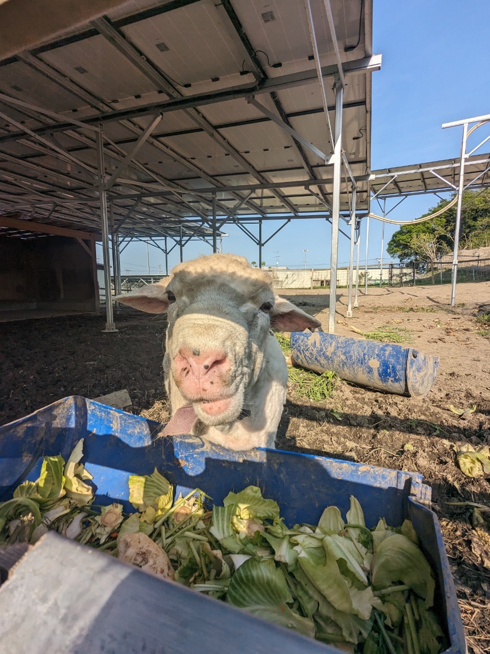 毎年恒例、ジョージ毛を刈る🐏