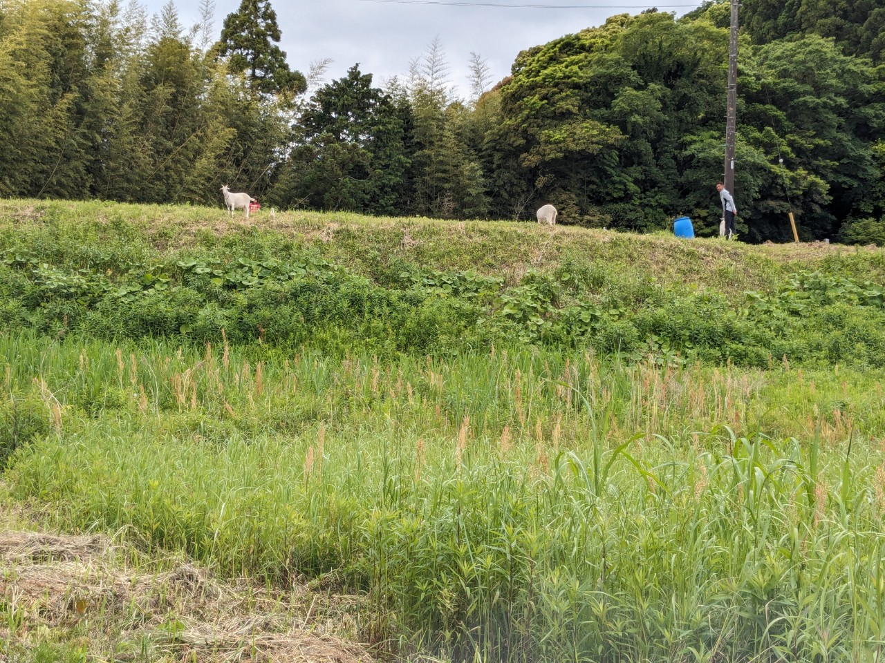 出張依頼殺到中のヤギによるエコ除草